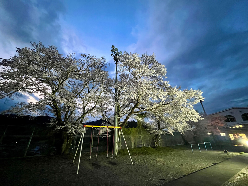 校庭キャンプ桜 