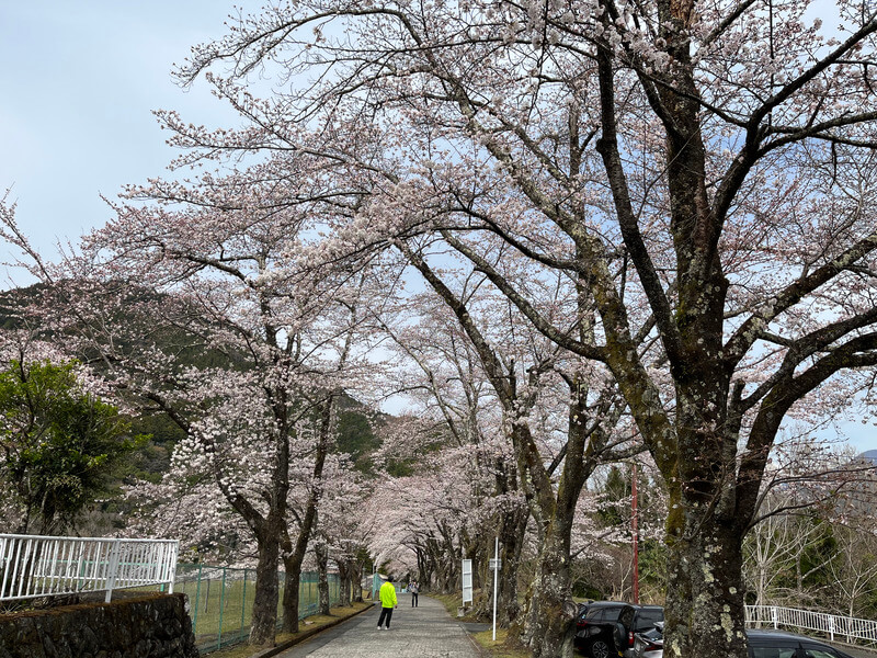 駐車場の桜 
