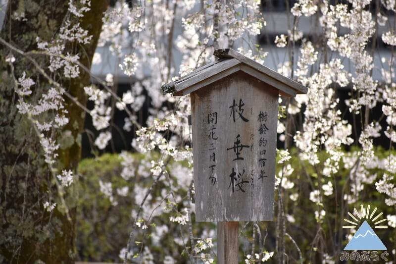 しだれ桜