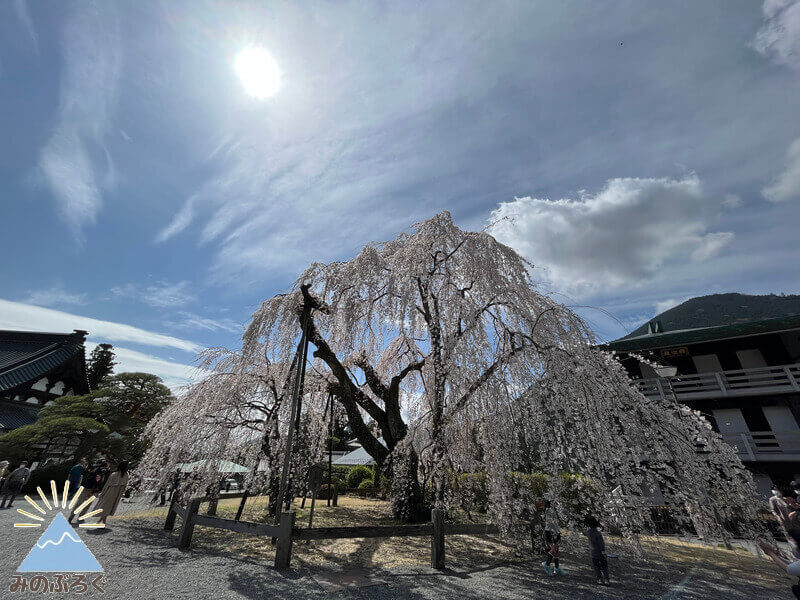 しだれ桜